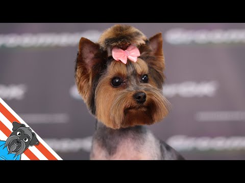 Full grooming Yorkshire terrier