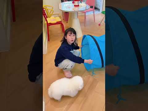 Sie steckte die Katze in das Rohr… und verschwand dann!