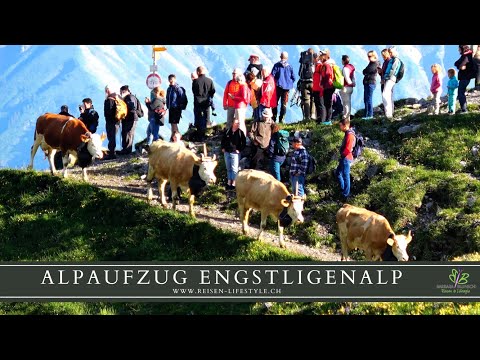 Alpaufzug Engstligenalp, Spektakuläres Brauchtum im Berner Oberland - reisen-lifestyle.ch