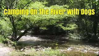 Camping On The River With Dogs