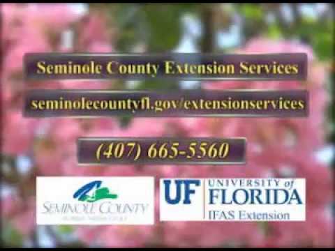 download lagu mp3 mp4 Flower Bulbs For Florida, download lagu Flower Bulbs For Florida gratis, unduh video klip Flower Bulbs For Florida