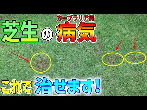 芝生の上で木灰を使用するにはどうすればよいですか?彼らの利点は何ですか?  庭園