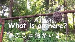 古い物干しにいた小さなお客さん