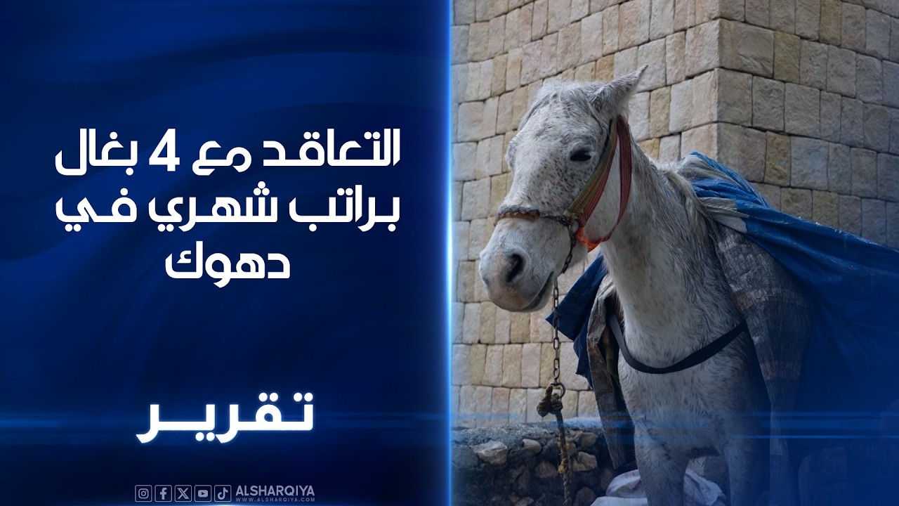 فيديو | السلطات المحلية في قضاء عقرة بمحافظة دهوك تتعاقد مع 4 بغال براتب شهري لإنقاذها من النفايات