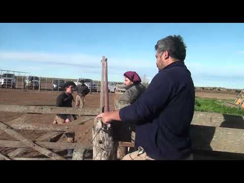 YERRA TRADICIONAL ARGENTINA GRAL LEVALLE CBA 08-08-2026
