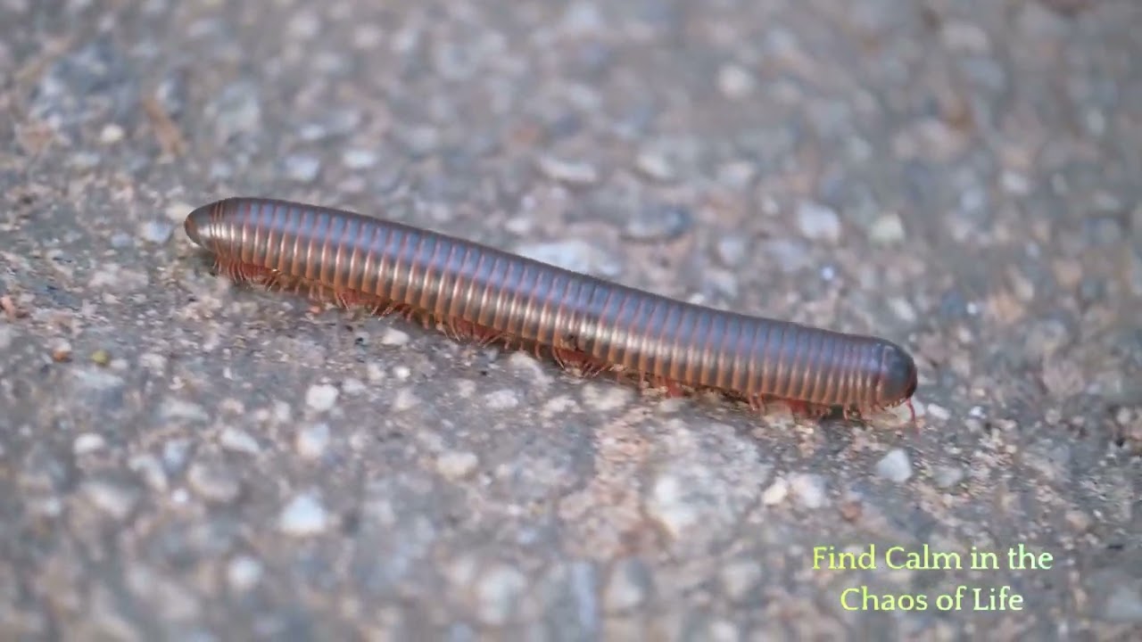 Exploring Meditation in Hebrew Tradition, meditate hebrew