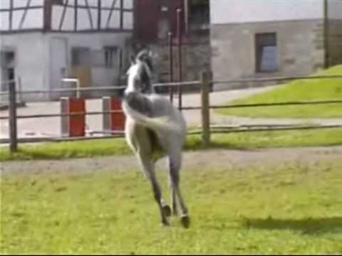 SA Tahia Halima2.avi