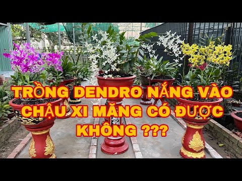 , title : 'HOA LAN THANH LÂM HƯỚNG DẪN TRỒNG DENDRO NẮNG VÀO CHẬU XI MĂNG TÁC PHẨM | DENDRO CHỚP'