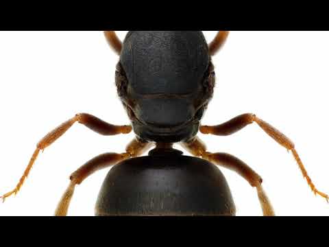 Myruppfödning del 1: Drottningjakten