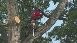 Old trees puts neighbors at odds in Atlanta