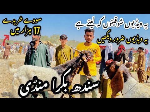 Sindh Bakra Mandi Latest Update 15 January 2026 😍| Bakra Mandi 2026 😱