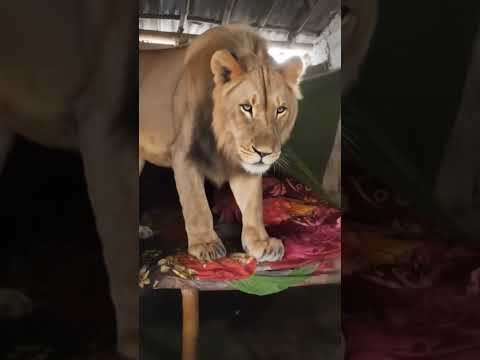 सस्ता वीडियो देखना चाहते हो तो सब्सक्राइब कर लो चैनल को #mybharat #chaloapp #panchamrit #chhas #chic