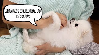 Cute Dog Begging For Mommy's Attention 🐶 - Teacup Pomeranian