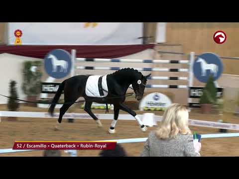 KN 52 von Escamillo / Quaterback