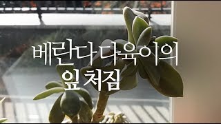 베란다 다육이의 잎 처짐. succulents/多肉植物/たにくしょくぶつ 224화 #해맑은TV