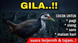 Download lagu AUTO BERDATANGAN‼️ Suara Pikat Burung Ruak-Ruak Tunggal - Khusus Siang Dan Malam Hari mp3