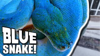 A REAL BLUE TREE SNAKE!!! | BRIAN BARCZYK