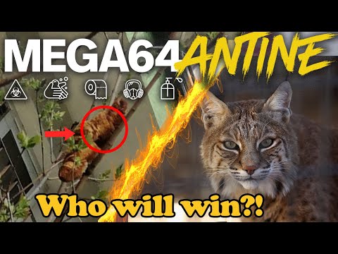 Mega64antine #39 : Fantastic Tree Beasts and Where to Find Them