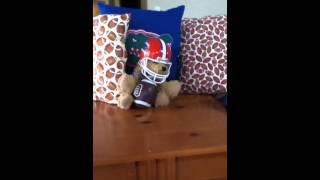 Quarterback Dog