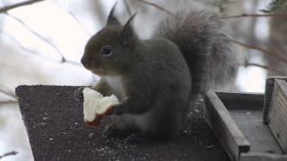 リスの朝食