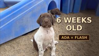 GSP Pups - 6 wks old - Ada x Flash