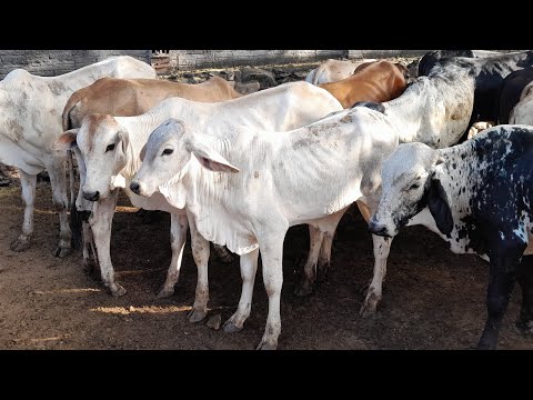 Fui visitar Seu Lalá do Gado em Frei Miguelinho Pernambuco 15/09/2026.