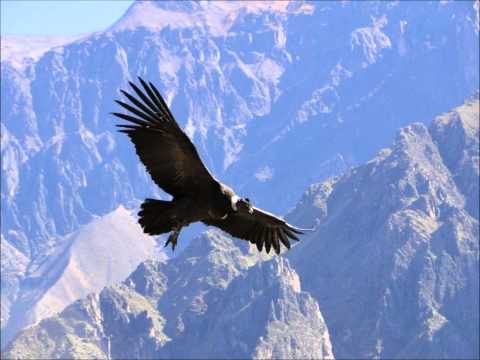 Apacsok - Flying Condor