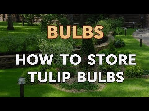 How to Care for a Gladiolus After It Blooms