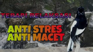 Download lagu TERAPI RELAKSASI KACER STRES KACER MACET PASTI AKAN KEMBALI GACOR mp3 Download lagu TERAPI RELAKSASI KACER STRES KACER MACET PASTI AKAN KEMBALI GACOR mp3