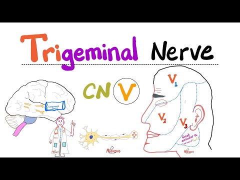 Trigeminal Nerve...5th Cranial Nerve (CN V) — Ophthalmic (V1), Maxillary (V2), and Mandibular (V3)