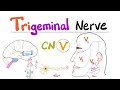 Trigeminal Nerve 5th Cranial Nerve CN V Ophthalmic V1 Maxillary V2 And Mandibular V3