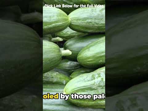 Size Crisp Cucumber Harvesting A Fresh Approach Ultimate Guide to Grow & Harvest Own Healthy Veggies
