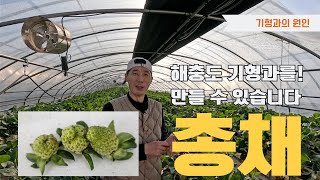 딸기 재배 기형과의 원인은?