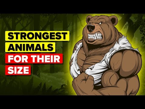 image-Are the strongest animals herbivores?