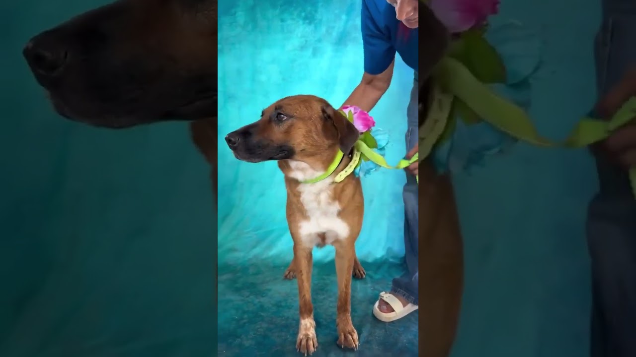 Enlarge Browny, a Adoptable mixed breed in Nashua, NH video 6/6