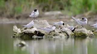 preview picture of video 'Whiskered Tern'