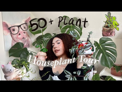 MY ENTIRE HOUSEPLANT COLLECTION 2022 🌿 + 10 TIPS TO NOT KILL EVERY PLANT YOU TOUCH ! ✨