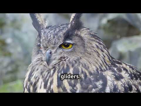 The Australian Large Owl: The Majestic Night Predator