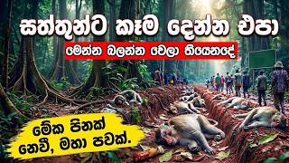 කැලෑ සත්තුන්ට ඔබ කෑම ලබා නොදිය යුත්තේ ඇයි ? Don't feed wild animals.