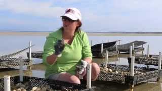 Oysters on Cape Cod - Food New England