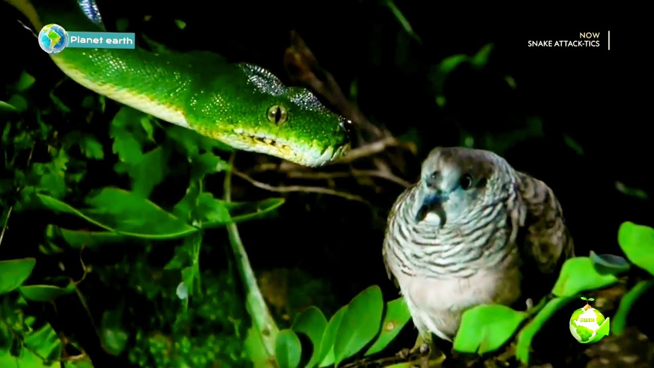 Green tree python 🐍
