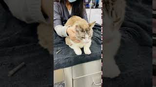 Kitty Vaccinations - The Melrose Vet
