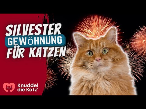 ✨FEUERWERK DESENSIBILISIERUNG für Katzen an Silvester 🐈 1 Stunde Raketen 🎆 & Böller 🧨