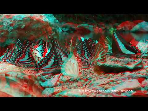 ケーンクラチャン国立公園のチョウ　3Dアナグリフ