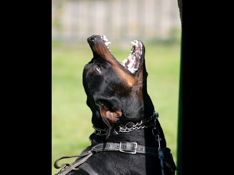 Diabla vom Rottberg Training Bitework 13 12 15