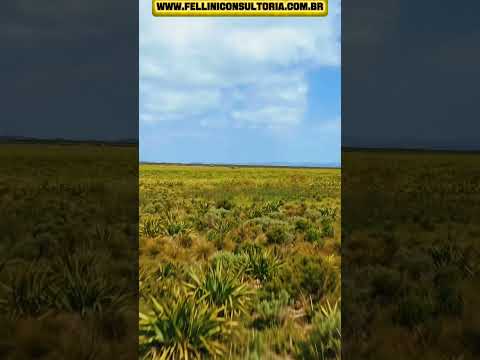705 HECTARES DE CINEMA NO PAMPA GAÚCHO