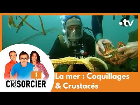 La mer : Coquillages & Crustacés - C'est pas sorcier [Intégrale]