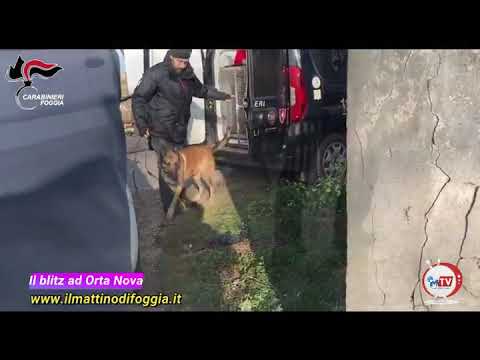 Blitz dei Carabinieri ad Orta Nova: un arresto per armi, munizioni e reperti archeologici