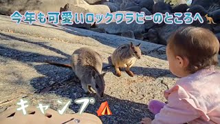 ロックワラビーのいるキャンプ場 ケアンズ