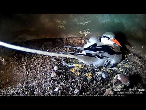White-tailed Tropicbird Chick Pops Up Behind Adult – May 6, 2019